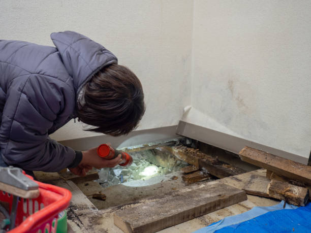  Cornell, WI Mold Removal Pros